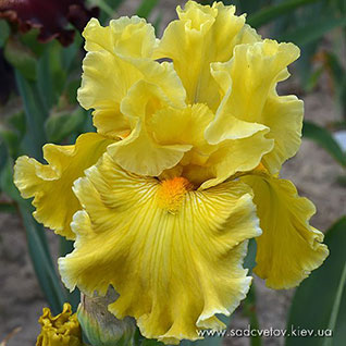 Золота Житниця