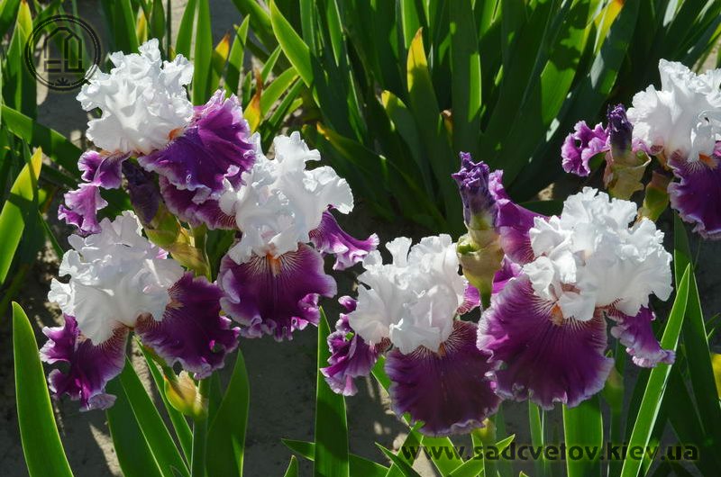 Золотая Свадьба