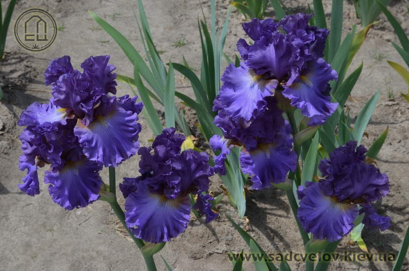 Космоґонія