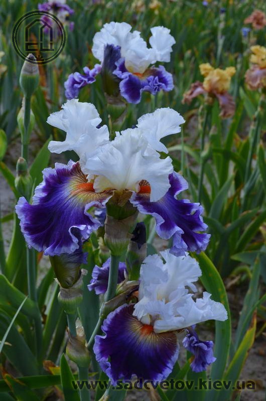 Взльотниє Оґні