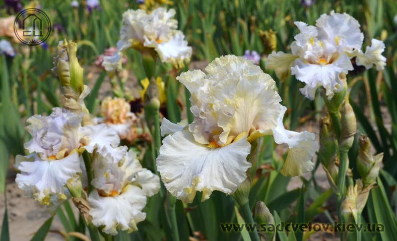 Золотая Свадьба